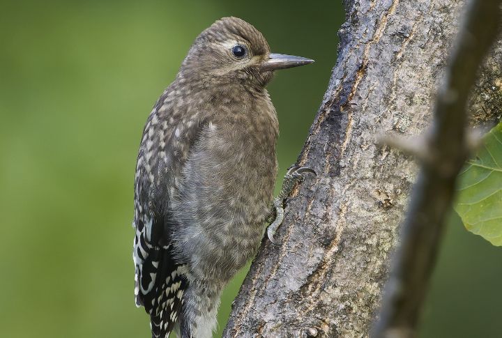 Yellow-Bellied Sapsucker