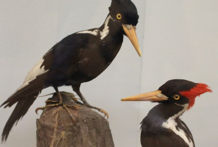 Ivory-Billed Woodpecker