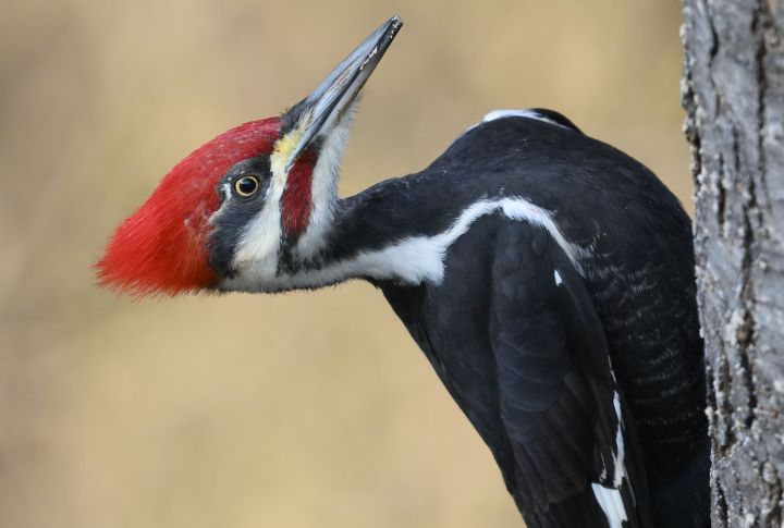 Pileated Woodpecker