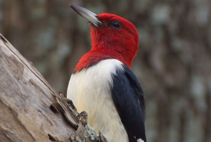 Red-Headed Woodpecker