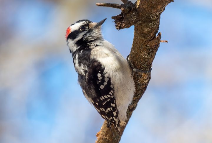 Downy Woodpecker