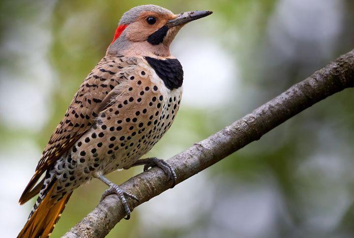 Northern Flicker
