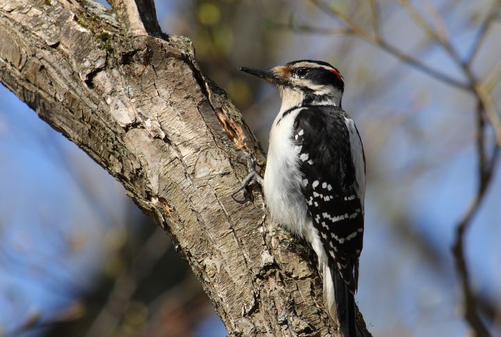 Hairy Woodpecker