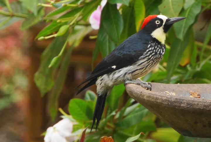 Acorn Woodpecker