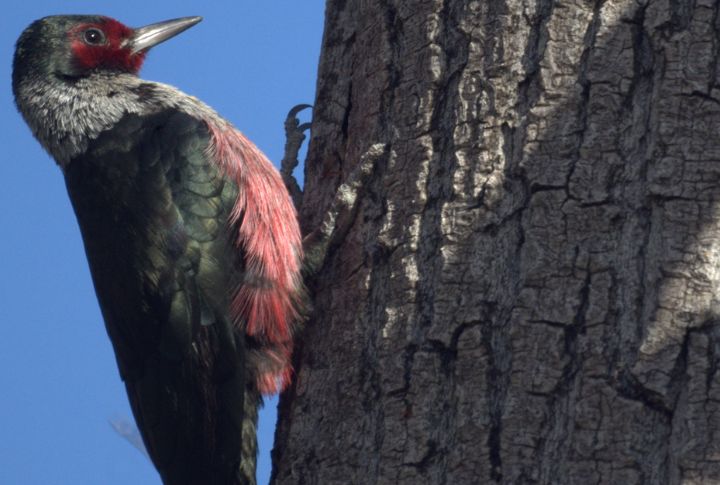 Lewis’s Woodpecker