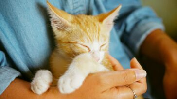 person holding orange tabby kitten