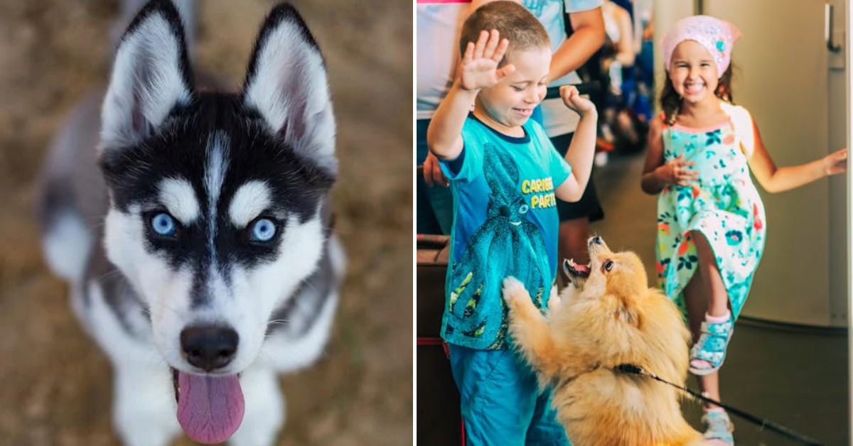 15 Dog Breeds That Could Be Too Much For Children - City State Zip Code