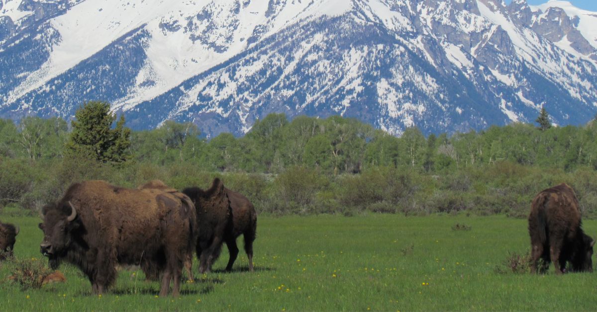 15 Stunning Attractions In Grand Teton National Park City State Zip Code   Featured 5 