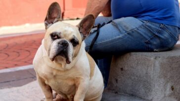 a dog sitting on a cement step next to a man