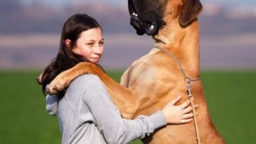 A teenage girl embraces a huge Great Dane in a green field on a sunny day.