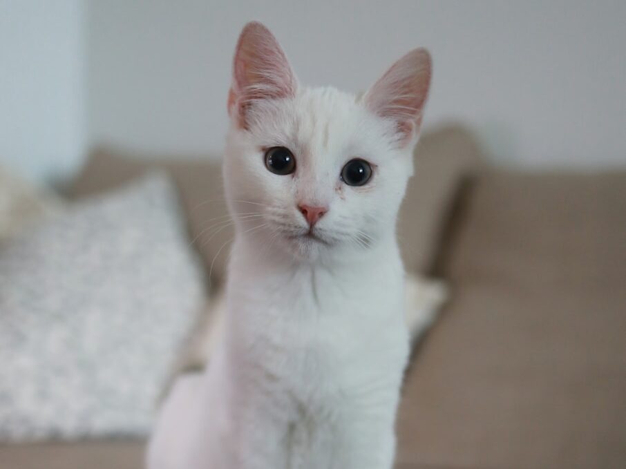 white cat sitting on brown couch