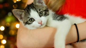 woman carrying kitten