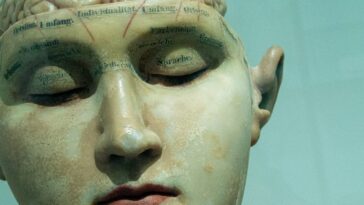 human anatomy model