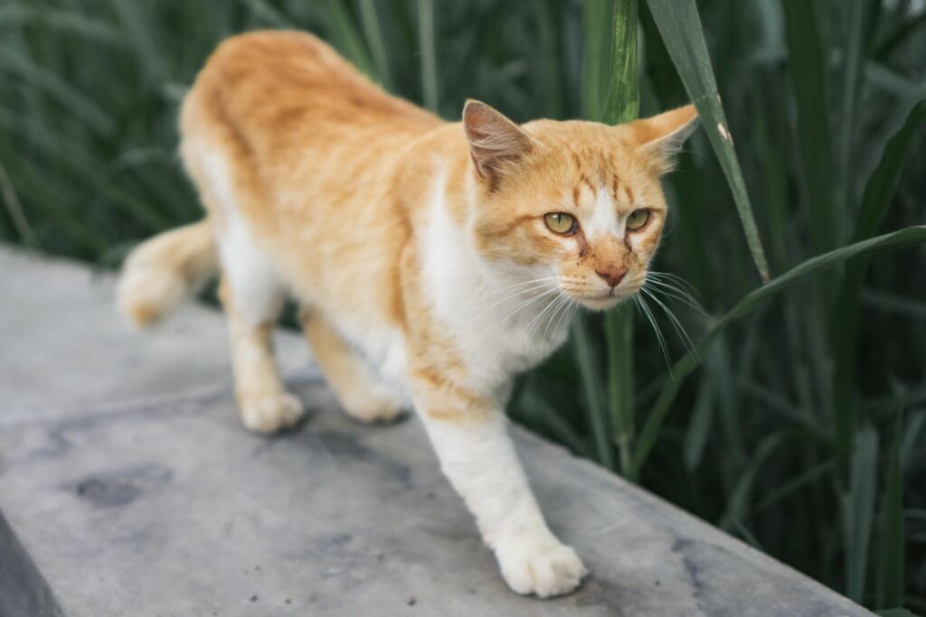 Orange White Cat Walking on Pavement