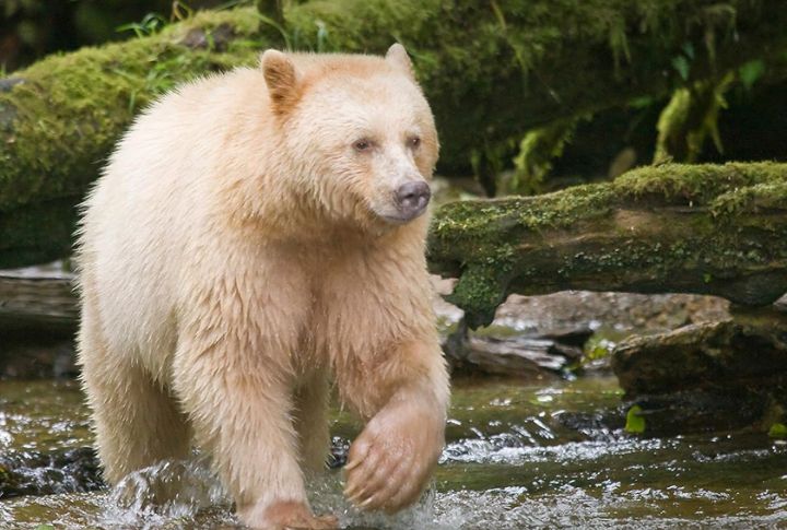 Spirit Bear Isn’t A Separate Species