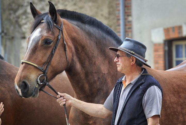 Swearing Around Horses Brings Bad Luck