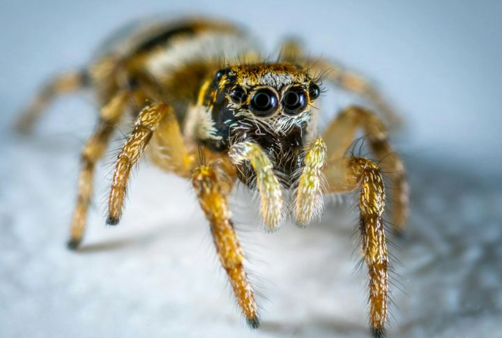 Myth: You Swallow Eight Spiders A Year While Sleeping