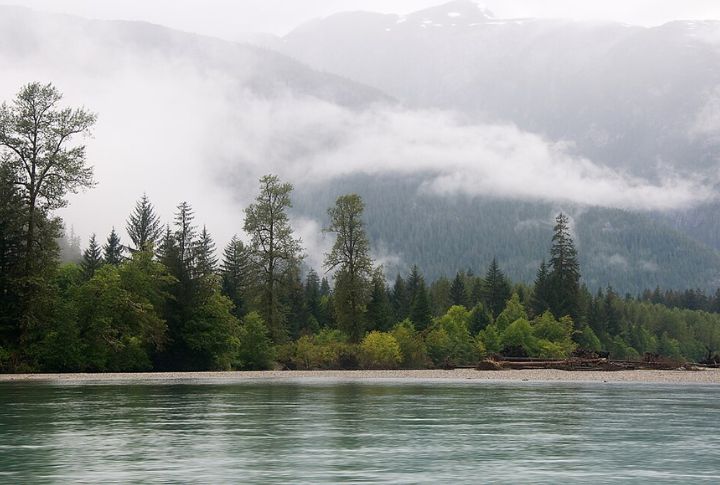The Great Bear Rainforest Is Its Only Home