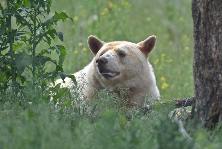 They Play A Role In Forest Health