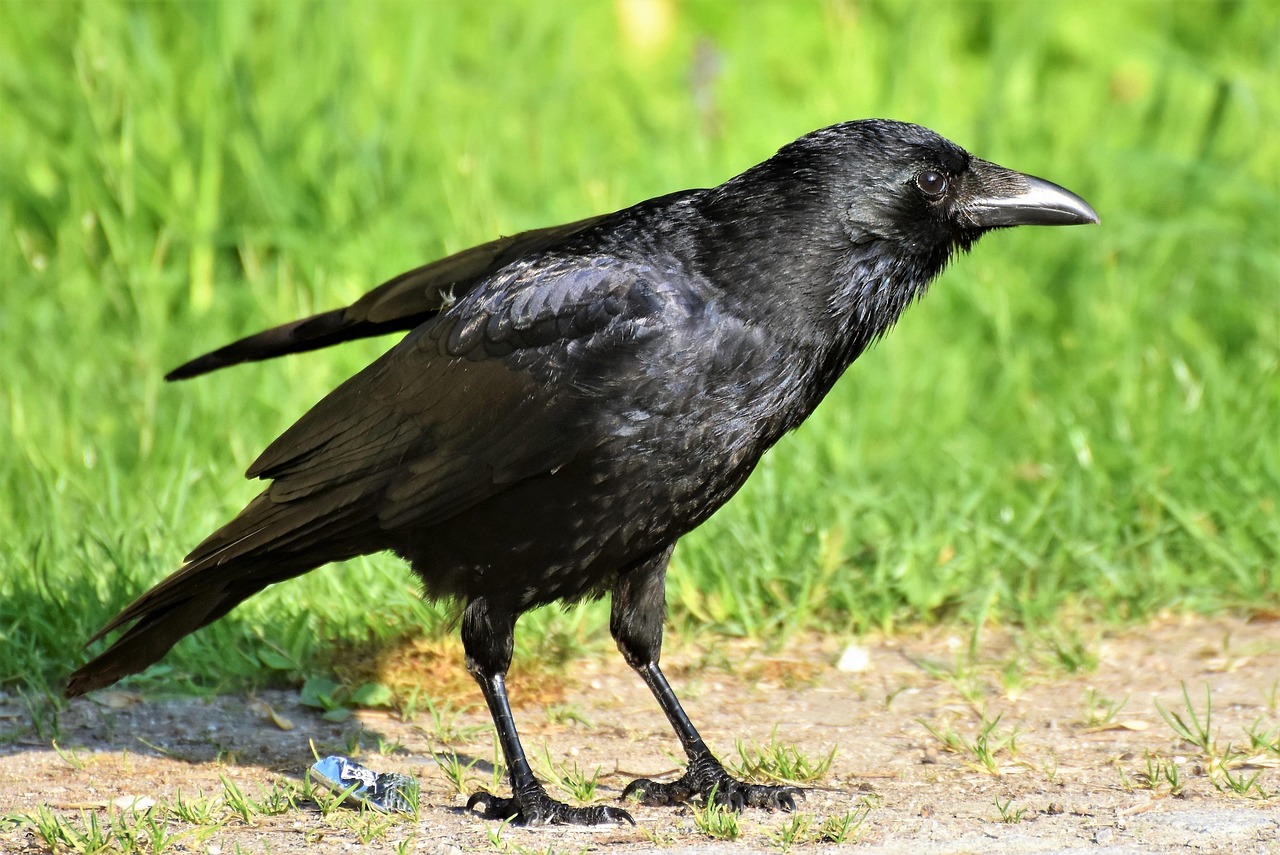 crow, raven bird, bird, beak, carrion crow, common raven, curious, looking for food, black, animal, jump, feathers, wildlife, nature, crow, crow, crow, crow, crow