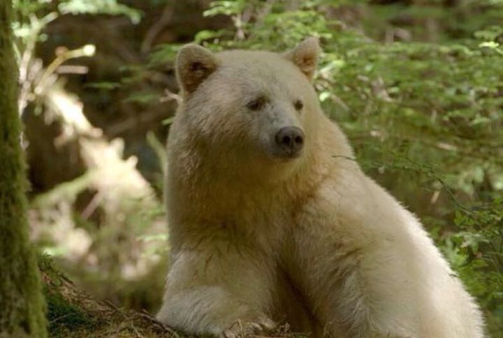 Only A Few Hundred Spirit Bears Exist