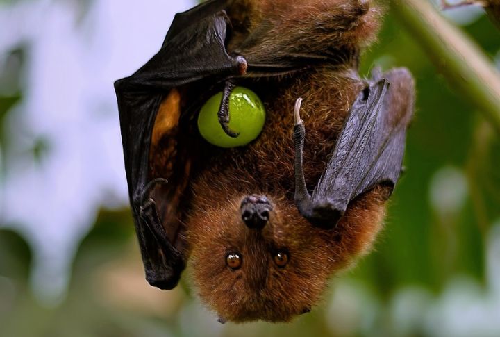 Myth: Bats Are Blind