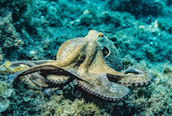 Fact: Octopuses Have Three Hearts