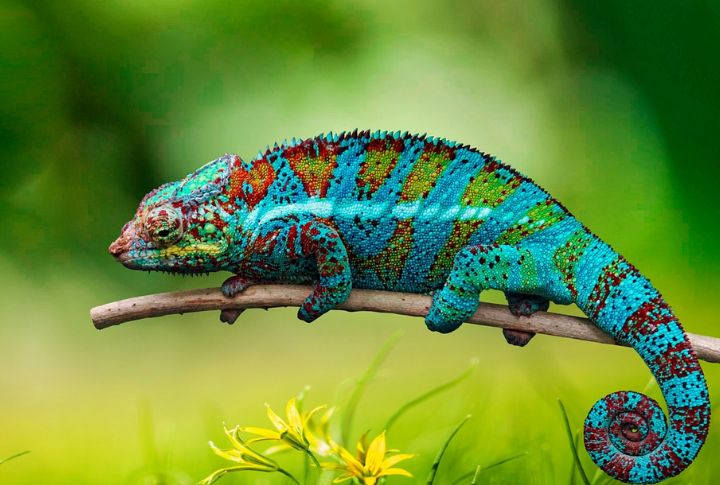 Fact: Chameleons Change Color For Communication, Not Camouflage