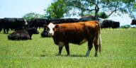 Do You Know The States With The Largest Cattle Populations?
