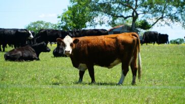 Do You Know The States With The Largest Cattle Populations?