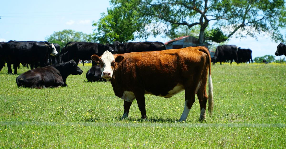 Do You Know The States With The Largest Cattle Populations?
