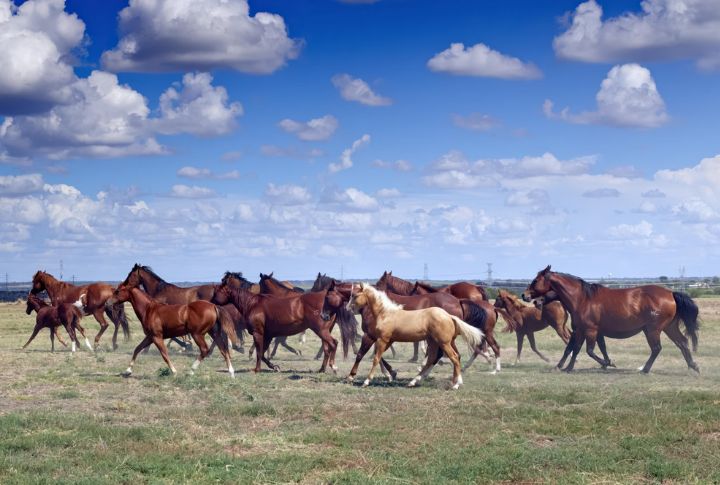 How Texas Became The Center Of American Horse Culture