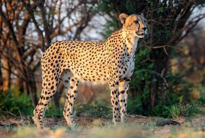 Cheetah