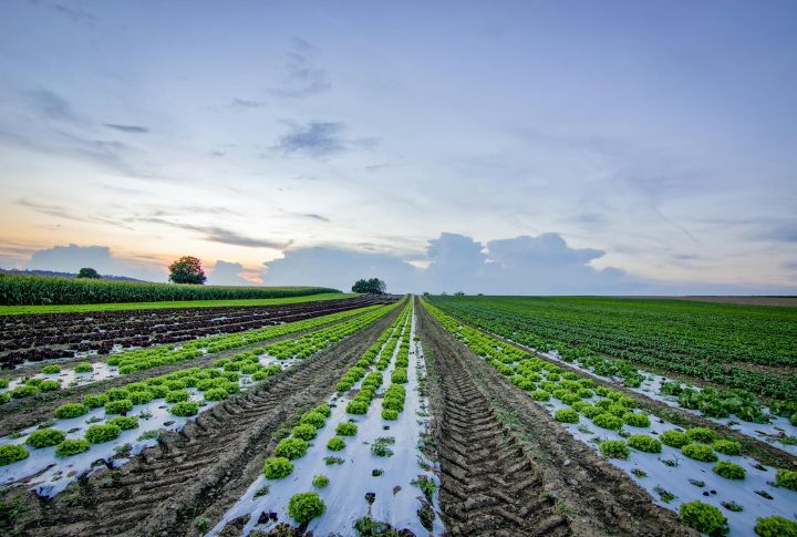 Loss Of Agricultural Resilience