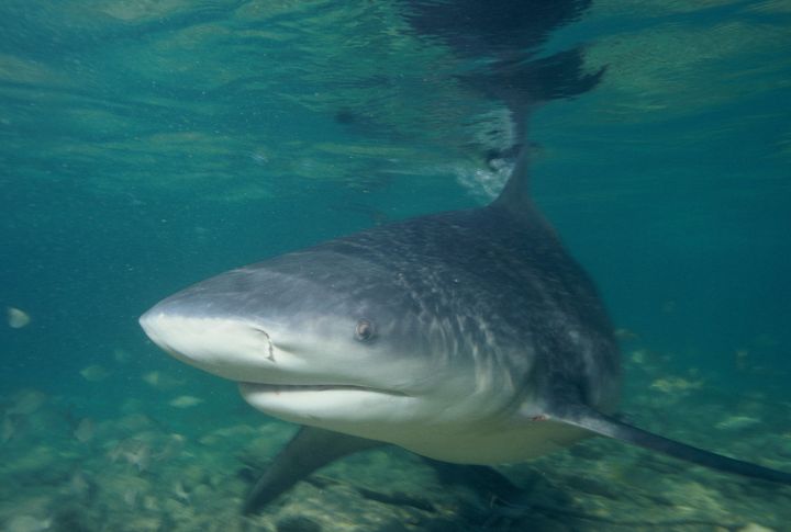 Meet The Bull Shark