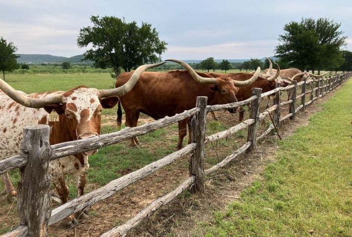 Wildcatter Ranch