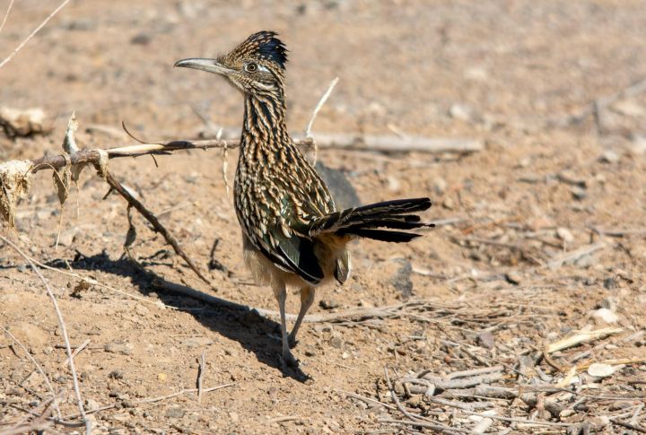 Roadrunner