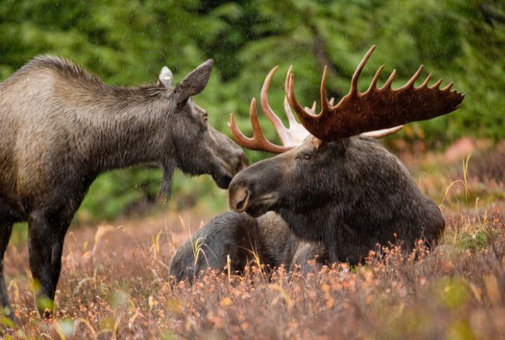 Moose