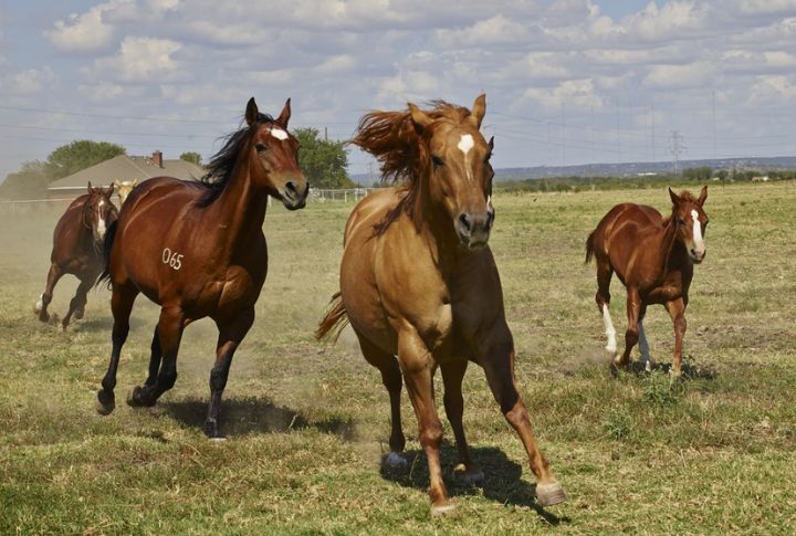Quarter Horse Heritage Runs Deep In Texas