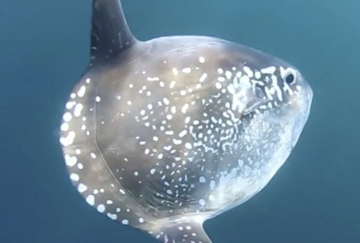 Hoodwinker Sunfish