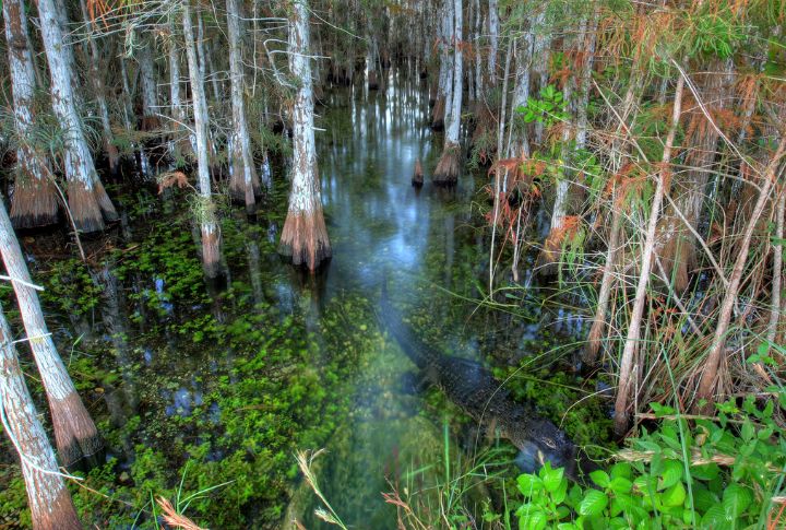 Everglades National Park, Florida