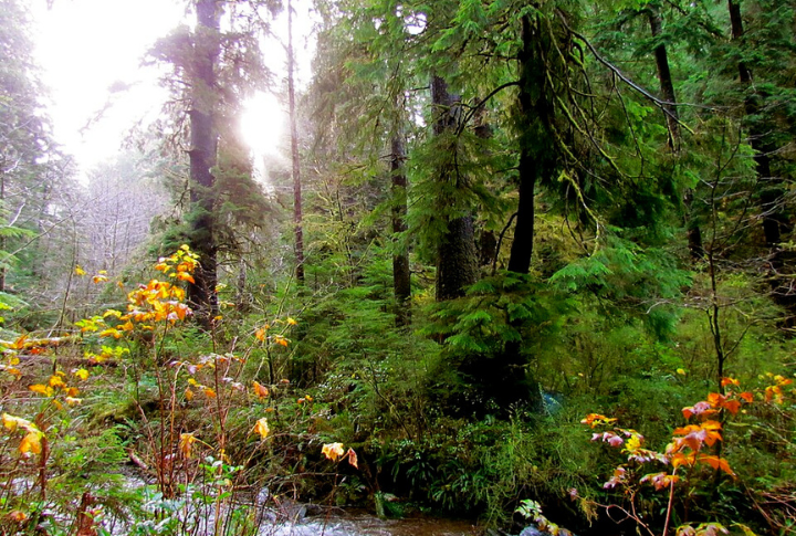 Old-Growth Forests Surround The Falls