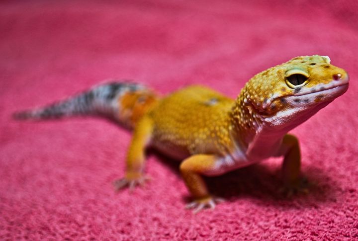 Exotic Pets