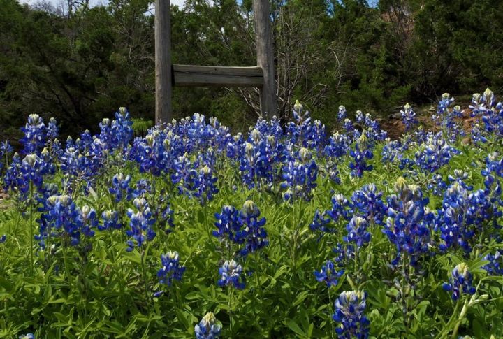 Drive The Willow City Loop In Texas For Wildflowers