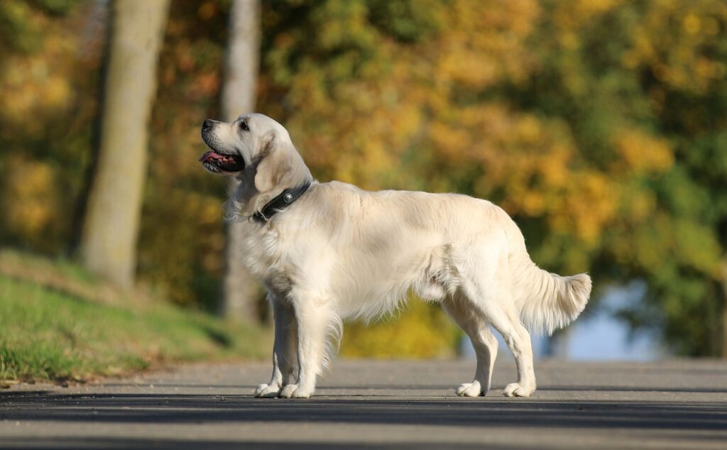 golden, retriever, pet, animal, dog