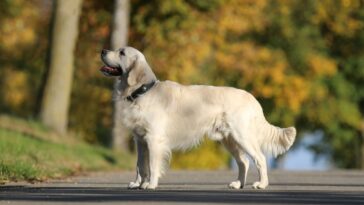 golden, retriever, pet, animal, dog
