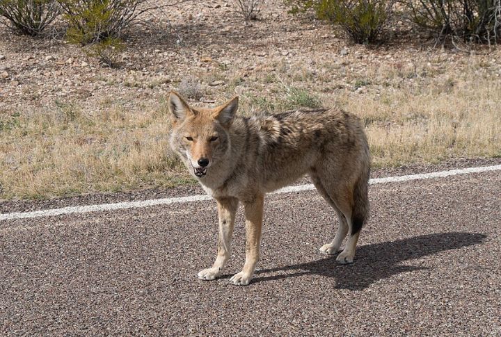 Wildlife Encounters