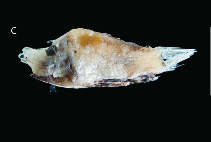 Barreleye Fish