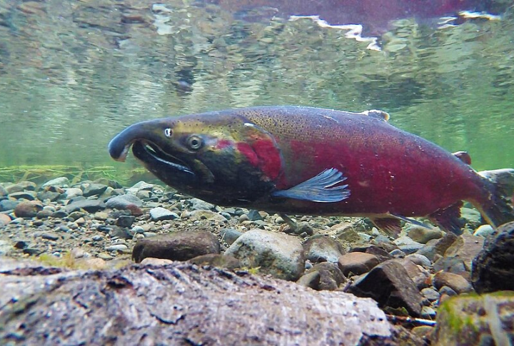Salmon Spawn In Munson Creek In The Fall