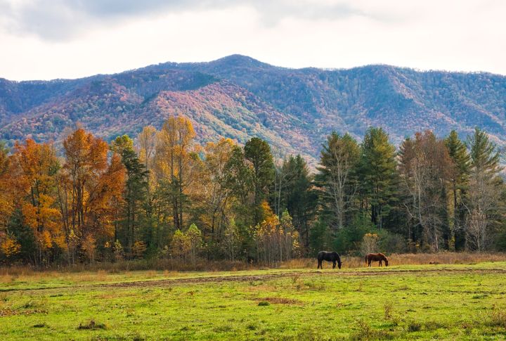 Hike The Great Smoky Mountains For Spring Wildflowers